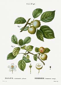 Malus Sylvestris - Crab Apple